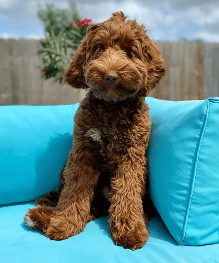 Lindy's Dixie Labradoodle Puppy