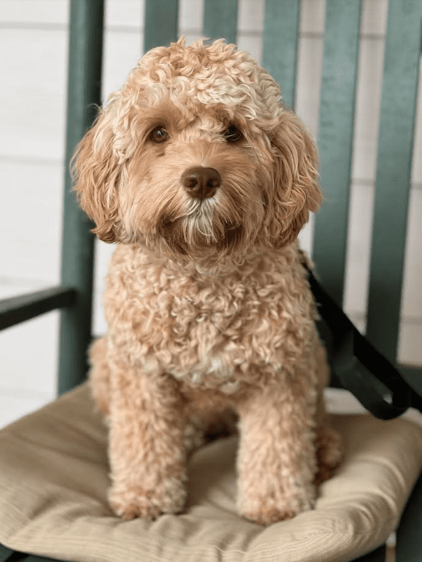 Lindy's Lady Labradoodle Puppy for Adoption