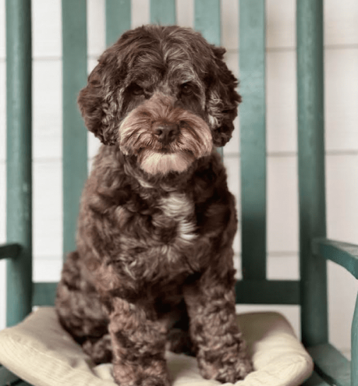 Lindy's Maggie Labradoodle Puppy
