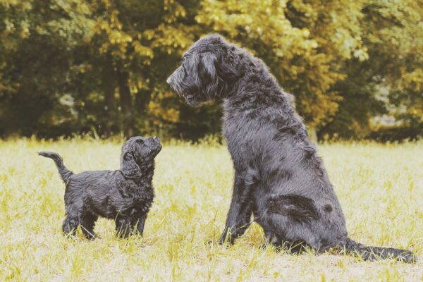 current labradoodle puppies