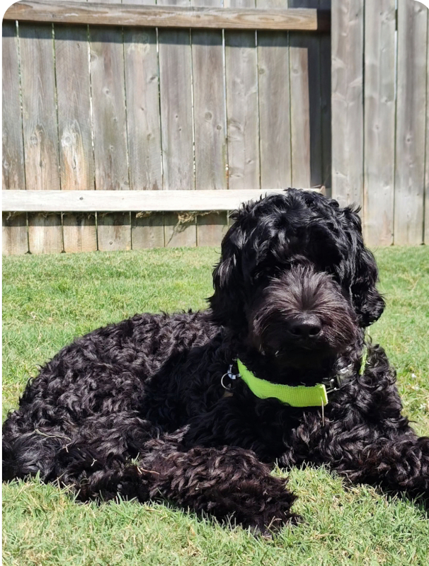 Guardian Home Criteria - Australian Labradoodles Of Texas